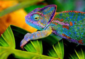 jako chameleon